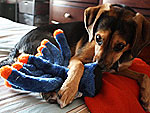 L'Chaim! Hanukkah Pets