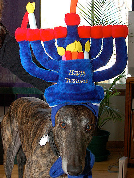 L'Chaim! Hanukkah Pets