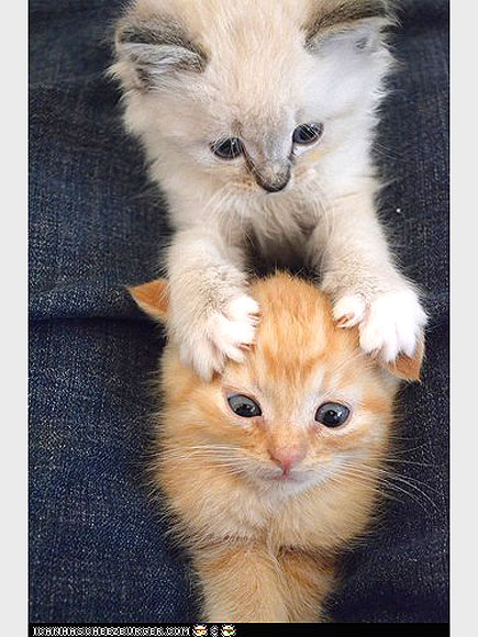 That's What Kitten Friends Are For!
