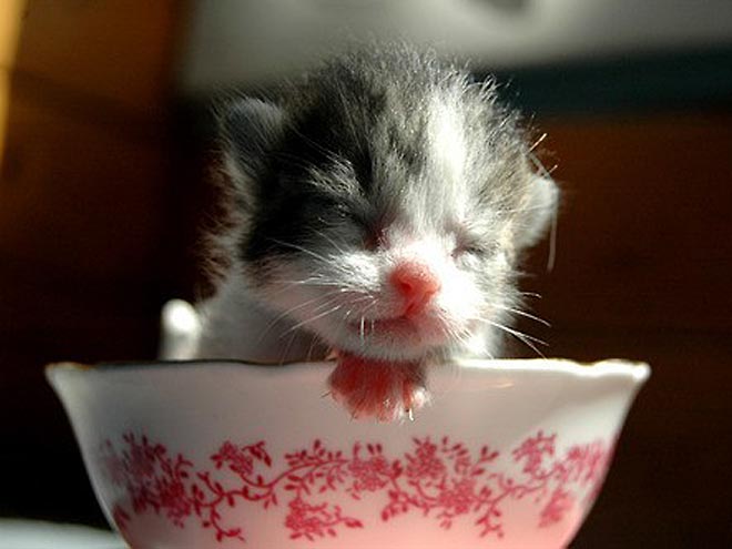 PHOTOS: Kittens So Precious It Hurts