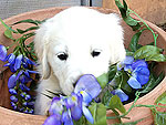 Dogs Stop and Smell the Flowers