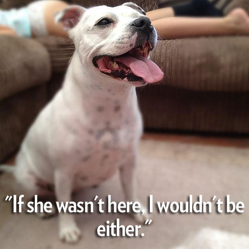 7 (Four-Legged) Reasons to Be Thankful