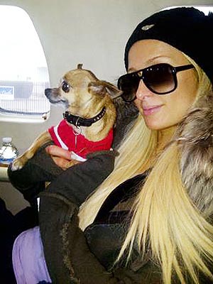 Precious Cargo Alert! Paris Hilton & Tinkerbell Prepare for Takeoff