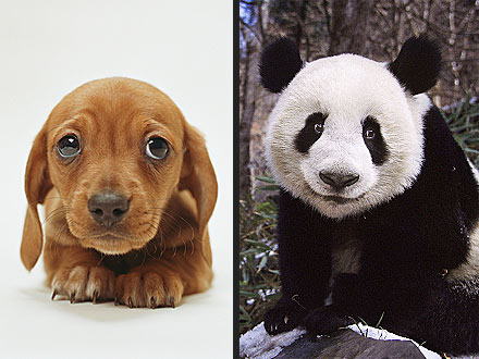 Why You're Obsessed with Cute Animals