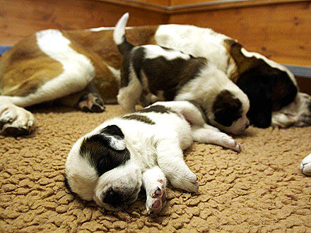 Sweet Dreams! St. Bernard Puppies Sleep Away Their Cares