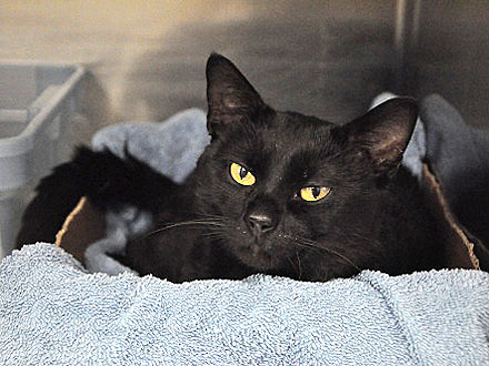 Adopt Me! Felix Wants to Be Loved for Who He Is