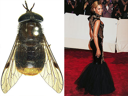 Fly Gets Named After Beyonce