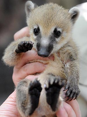 Yoo-Hoo! Baby Coati Waves Hello