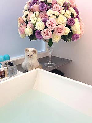 Karl Lagerfeld Gets a New Kitten