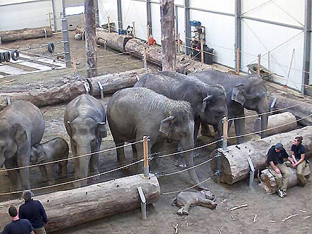 Elephants Mourn the Death of 3-Month-Old Calf