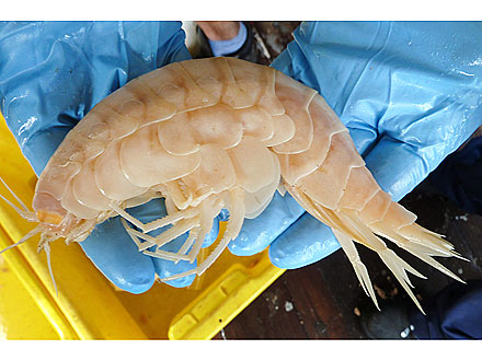 The Water Bowl: Scientists Discover 'Supergiant' Prawn