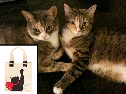 The Water Bowl: Jason Wu's Design Inspiration? His Cats!