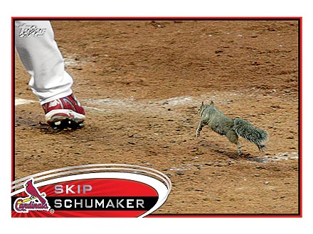 The Water Bowl: Rally Squirrel Immortalized on Baseball Card