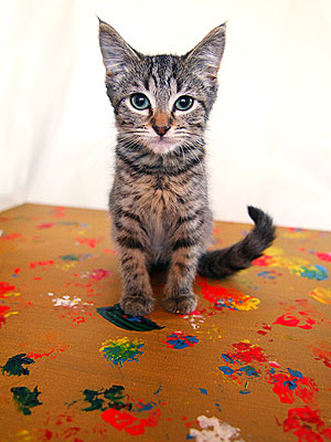 Purring Painters Raise Money for Animal Rescue