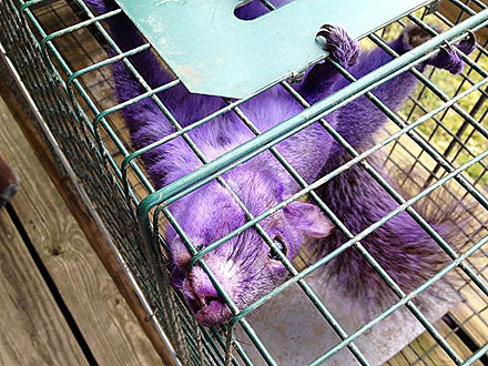 The Water Bowl: Purple Squirrel Spotted in Pennsylvania