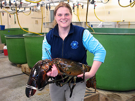 27 Pound Lobster Caught Off Maine Coast