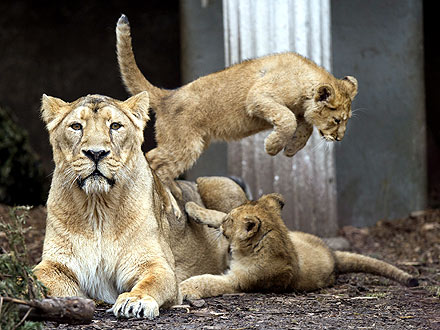 Lion Cubs Pounce on Public Debut