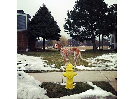 Maddie on Things Blog Shows Dog Balancing on Objects