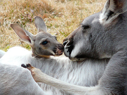 Mwah! Kangaroo Joey Gives Mom a Kiss