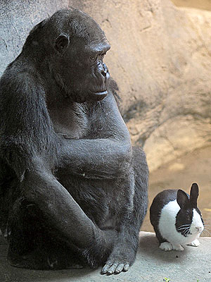 No Big Deal: Gorilla and Dutch Rabbit Are Adorable Friends