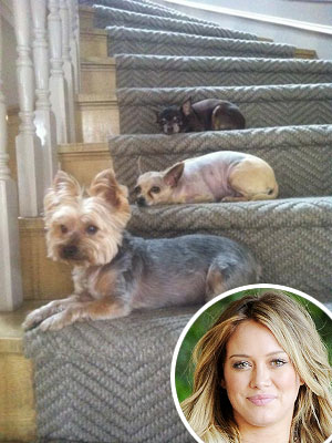 Hilary Duff – and Her Dogs – Anxiously Awaiting Baby