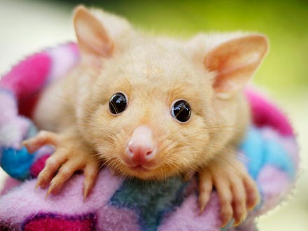 Hello, World! Bailey the Possum Greets Her Public