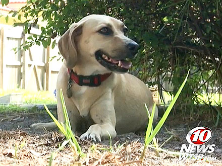 Hero Dog Saves 17-Year-Old Girl from Sexual Assault