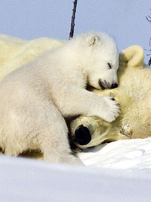 Aww! Polar Bear Cub Cuddles Mom in Snow