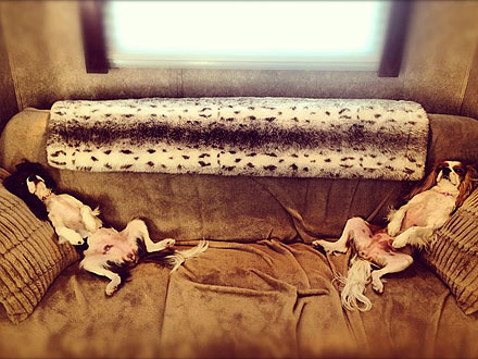 Julianne Hough's Dogs: Just Chillin'