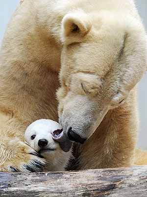 Meet Knut's (Super Cute!) Half-Sister, Anori