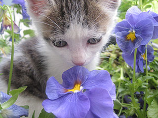 Show Us Your Pets in Spring!