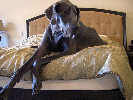World's Tallest Dog George Featured in New Book
