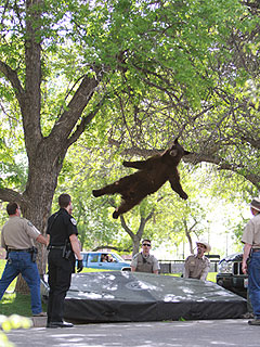 Tranquilized Bear Falls from Tree