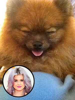 Kelly Osbourne Adopts Dog