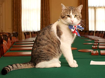 Russian Cat Enters Political Race