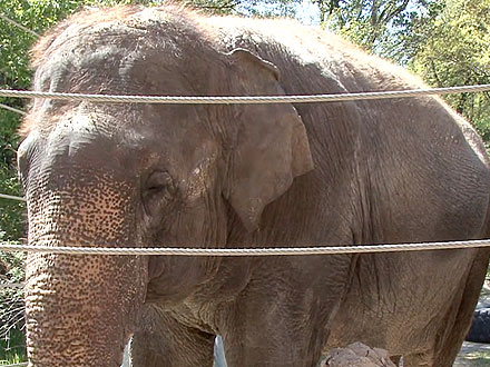 National Zoo Elephant Plays Harmonica