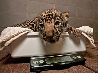 Cute Photo: Jaguar Cub Gets on the Scale