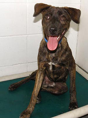 Adopt Me! Troopie Has a Zest for Life