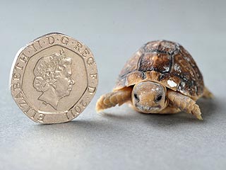 Aww! Tiny Tortoises Have That Just-Hatched Glow
