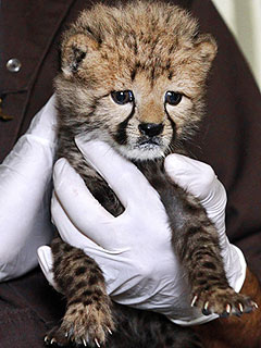 Rare C-Section Cheetah Cub Gets a Helping Hand