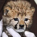 Rare C-Section Cheetah Cub Gets a Helping Hand