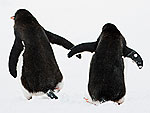 'Gay' Penguins Find Purpose After Getting an Egg