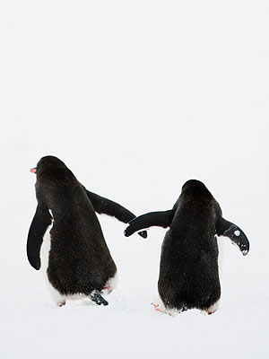 'Gay' Penguins Find Purpose After Getting an Egg