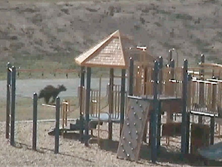 Bear Enters Elementary School Playground in California