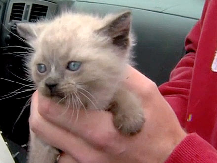 Construction Workers Rescue Kittens Found in Concrete