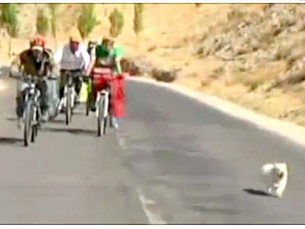 Stray Dog Follows Cyclist on 1,100 Mile Journey