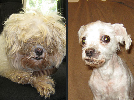 Adopt Me! Lily Lu Has a New Look – and Lease on Life