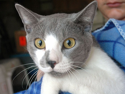 Adopt Me! Shy Don Juan Has Lots of Love to Give