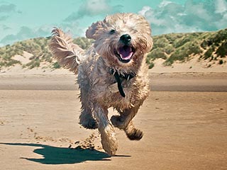 Show Us Your Beach-Loving Pets!