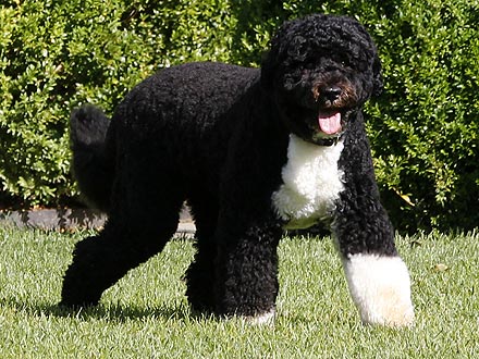 President Obama Says Bo Is More Popular at New York Fundraiser